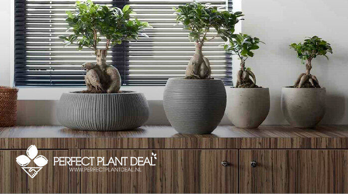 Vente Privée Perfect Plant Deal