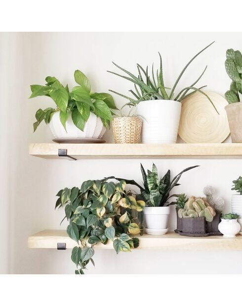 2 Wandregale aus schwarzer Eiche - 60x16x14 cm