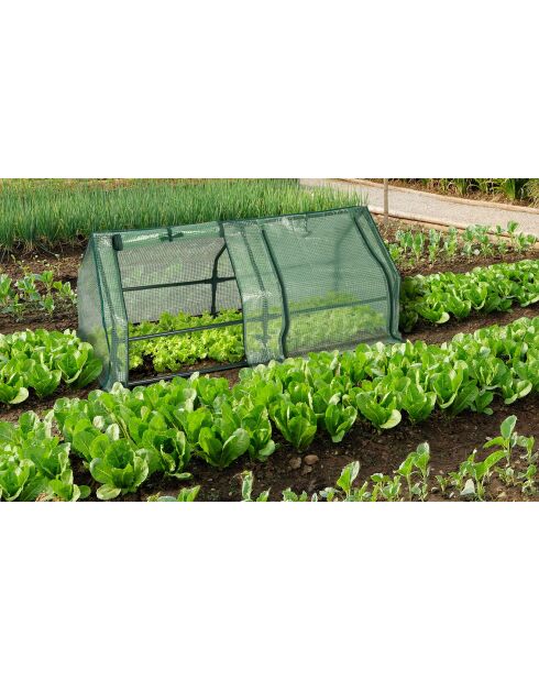 Serre de forçage blanche - 120x50x50 cm