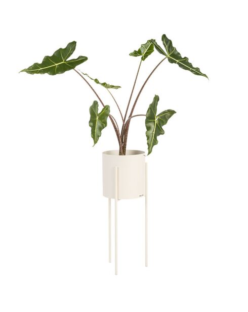 Vaso da fiori Maki grande beige - 20x20x55 cm