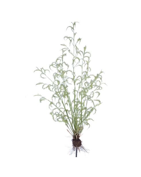 Fougère Fern verte - D.30xH.215 cm