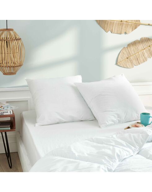 2 Oreillers Microfibre Douceur blancs