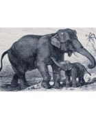 4 Sets de table rectangulairess éléphant bleus - 30x45 cm