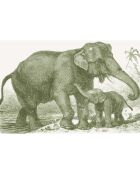 4 rechthoekige placemats voor groene olifanten - 30x45 cm