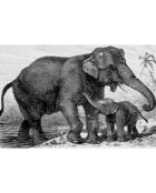 4 Sets de table Éléphant rectangulaires 10 multicolores - 30x45 cm