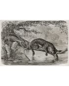 4 tovagliette rettangolari multicolore Leopardo nel fiume - 30x45 cm