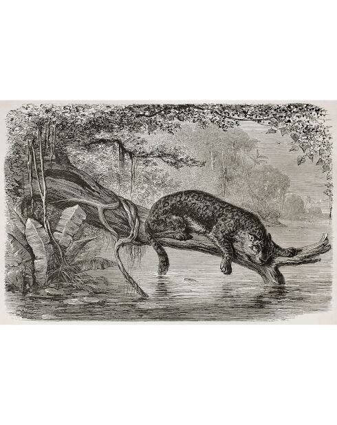 4 tovagliette rettangolari multicolore Leopardo nel fiume - 30x45 cm