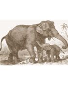 4 Sets de table rectangulaires éléphants sépia - 30x45 cm