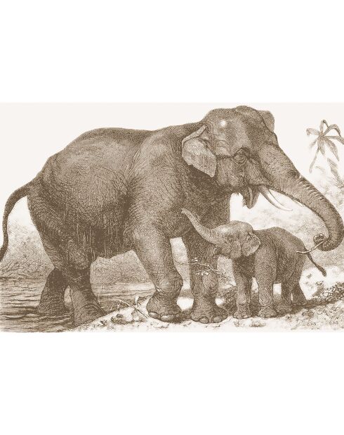 4 Sets de table rectangulaires éléphants sépia - 30x45 cm