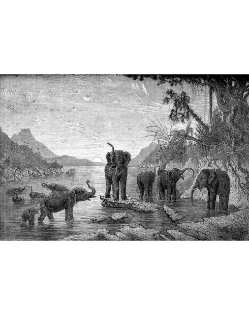 4 tovagliette rettangolari multicolori elephant_family - 30x45 cm