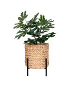 Antas Wasserhyazinthen-Pflanzgefäß natur/schwarz