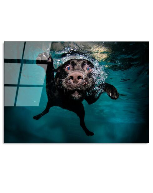 Lámina de perro multicolor en vidrio - 70x100cm
