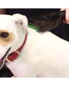 Aspirateur traineau sans sac avec brosse pour animaux noir