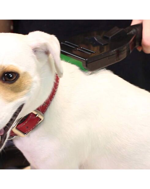 Aspirateur traineau sans sac avec brosse pour animaux noir