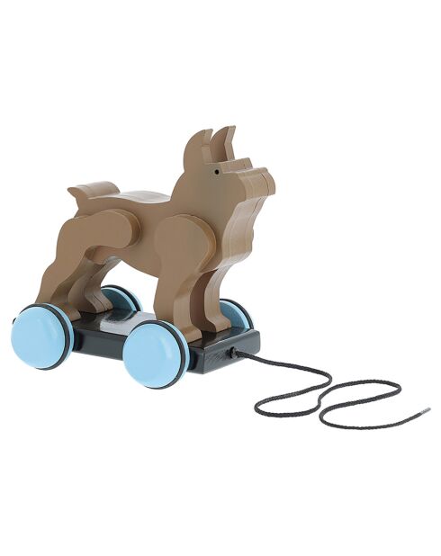 Boston Terrier à trainer Pompon
