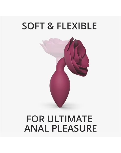Plug open roses plum star rose