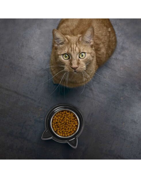 2 Gamelles Tête de Chat coloris aléatoire