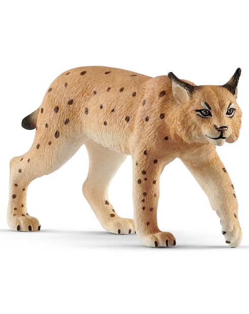 Lynx multicolore
