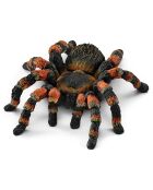 Mygale multicolore