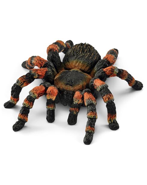 Mygale multicolore
