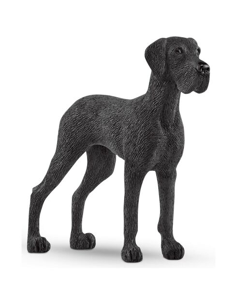 Dogue Allemand multicolore