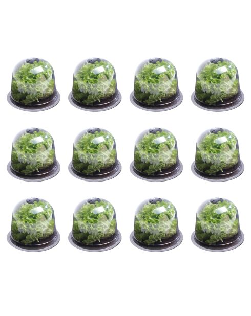 12 campanelle per insalata trasparenti - 25,5x25,5x20 cm