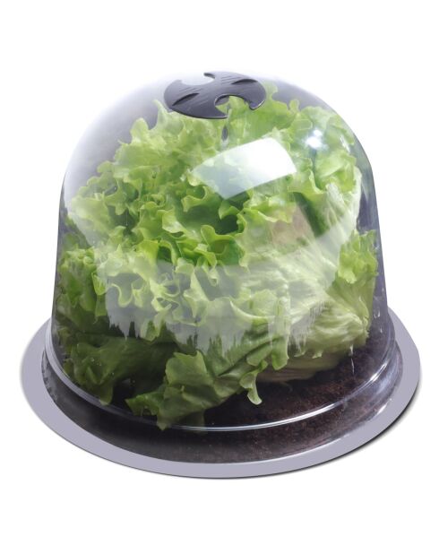 12 campanelle per insalata trasparenti - 25,5x25,5x20 cm