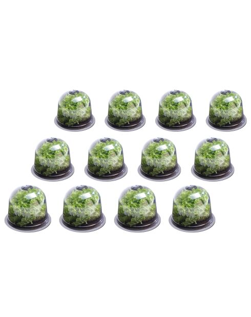 12 campanelle per insalata trasparenti - 25,5x25,5x20 cm