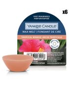 6 Fondants de cire Signature Brise Tropicale - 8h