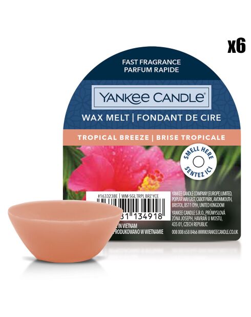 6 Fondants de cire Signature Brise Tropicale - 8h