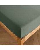 Drap housse 100% Coton bonnet 30 cm romarin