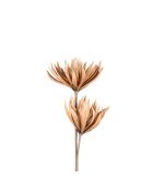 Fleur néage brun rosé  -  97 cm