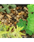Plante à suspendre Imy  noire - 30x7x41 cm