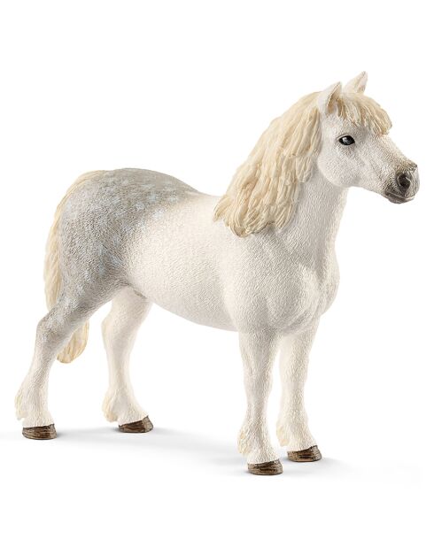 Poney gallois mâle multicolore