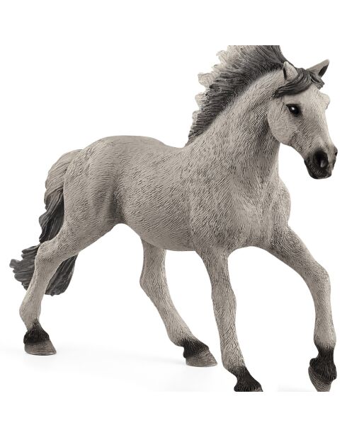 Mehrfarbiger Mustang Sorraia Hengst