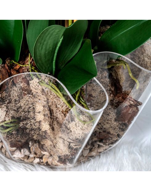 Vase Drappeggi Big  transparent - 45x47xH27 cm