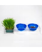 Gamelle I-Pet transparent/bleu - 52x19xH9 cm