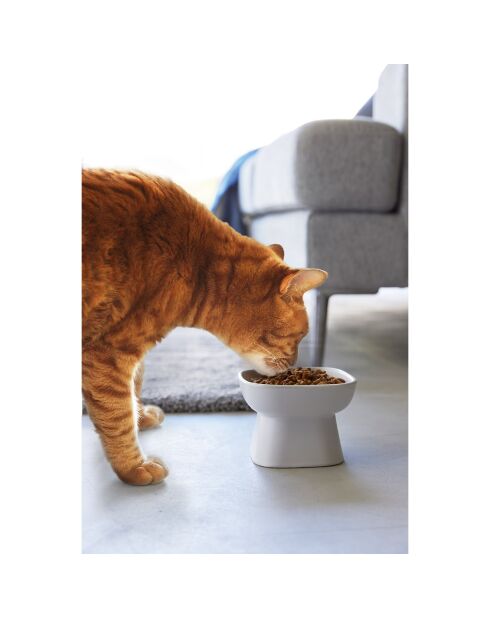 keramische schaal voor dierenvoer wit - 11x11x8 cm