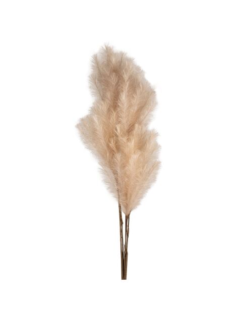 Fleur artificielle Celosia Beige-  H148 cm