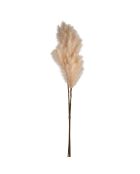 Fleur artificielle Celosia Beige-  H148 cm