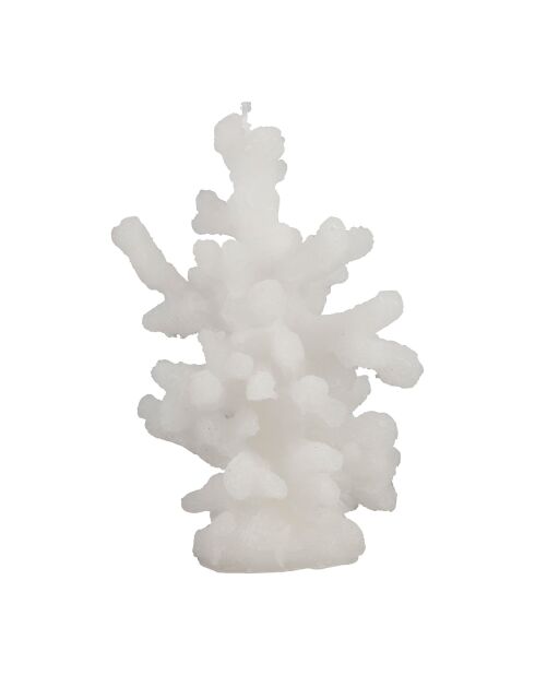 Bougie corailail blanc - 12x7xh18 cm