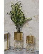 2 presine Livi dorate