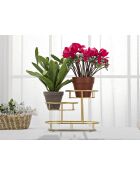 Plateau 3 Niveaux doré - 36x22,5x27 cm