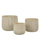 Macetas de crema con 3 escamas