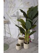 Macetas de crema con 3 escamas