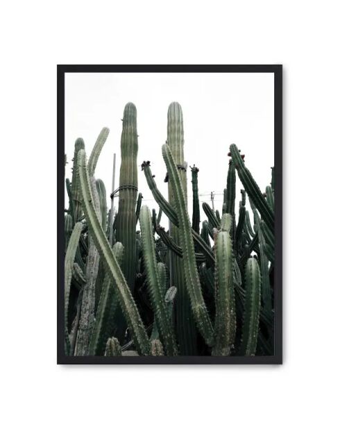 Peinture cactus III - 50x70 cm