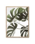 Pittura a foglia di Monstera - 50x70 cm