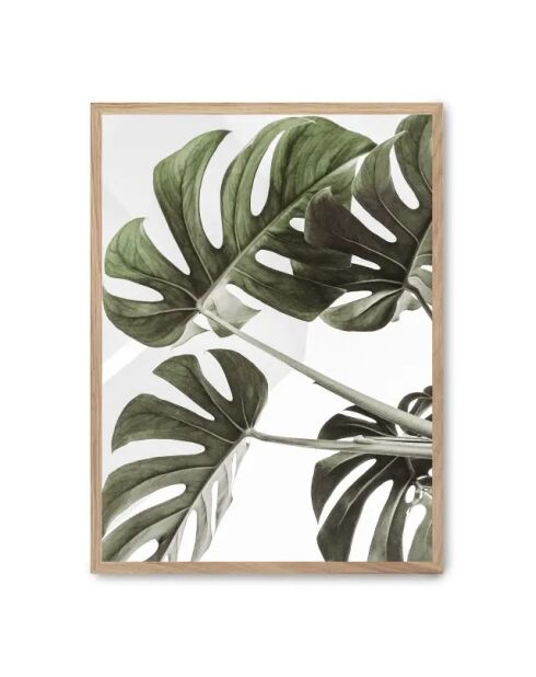 Pittura a foglia di Monstera - 50x70 cm