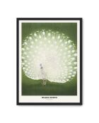 Peinture de la beauté du paon blanc - 50x70 cm