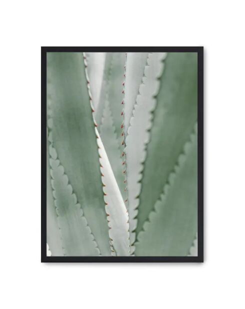 Aloe Vera-Farbe - 50x70 cm